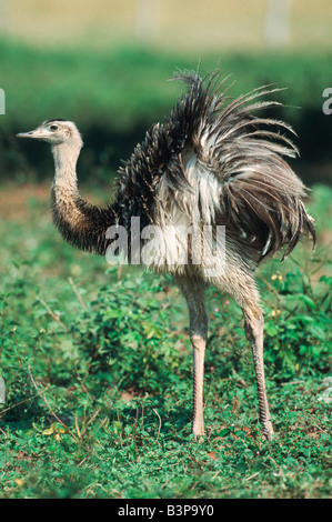 American Rhea Rhea americana des profils Pantanal Brésil Amérique du Sud Banque D'Images