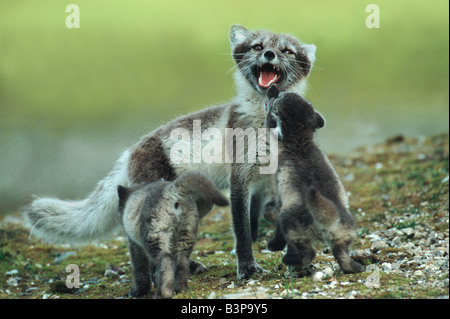 Le renard arctique (Vulpes lagopus avec de jeunes adultes de l'arctique de Svalbard en Norvège Banque D'Images