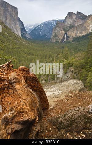 Un arbre tombé surplombe la vallée Yosemite vu de vue de tunnel. Banque D'Images