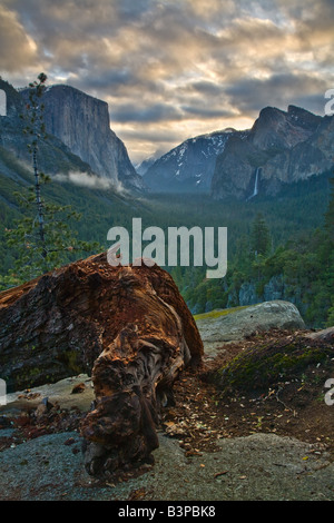 Un arbre tombé et roche à la vallée de Yosemite avec une couverture nuageuse sur un matin tôt. Banque D'Images