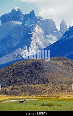 Le Chili, la Patagonie, le Parc National Torres del Paine. Cobourg se nourrir dans l'avant du Massif du Paine, Parc National Torres del Paine. Banque D'Images