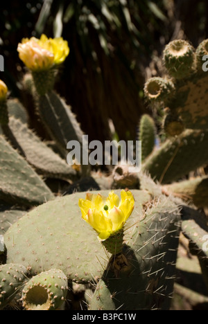 La floraison cactus dans le jardin botanique ou Jardi Botanic à Valence Espagne Banque D'Images