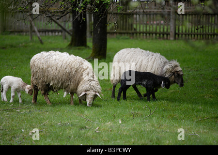 Allemagne, Bavière, Ebenhausen, (Ovis orientalis bélier), de femmes et d'Agneaux Banque D'Images