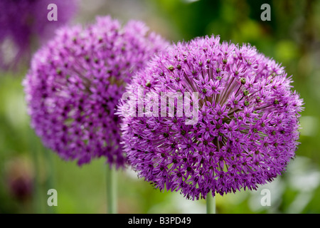 Étoile de Perse fleurs (Allium christophii), close-up Banque D'Images