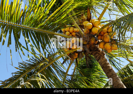 Cocotier (Cocos nucifera), Bali, Indonésie Banque D'Images