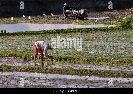 Les rizières, les semis sont plantés près de Ubud, Bali, Indonésie Banque D'Images