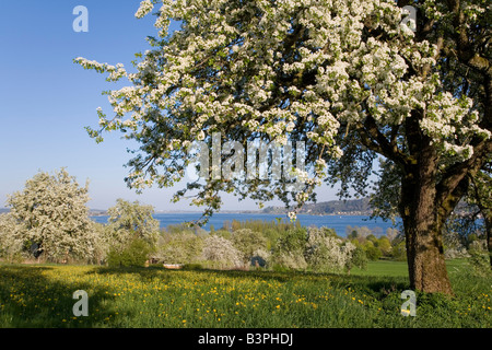 Allemagne, Lac de Constance, Hoeri, saison fleurs Banque D'Images