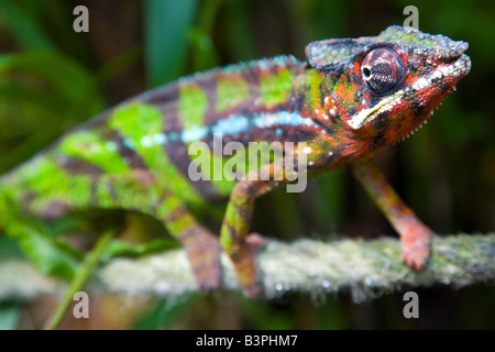 L'Afrique, Madagaskar, caméléon panthère (Furcifer pardalis), close-up Banque D'Images