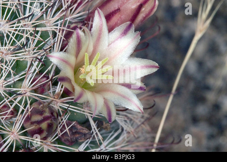 Mammilaria dioica Anza Borrego Desert Plum Canyon State Park San Diego County California United States 5 avril Cactacea Banque D'Images