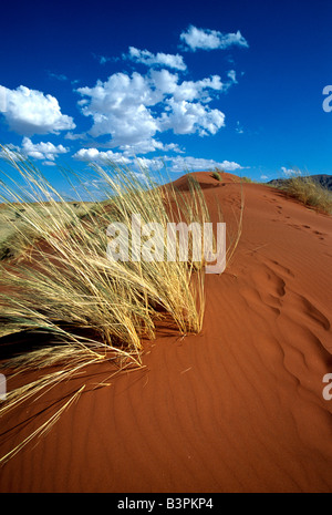 Les dunes de sable, les Tok Tokkie Trail, Désert du Namib, NamibRand Nature Reserve, Namibie, Afrique Banque D'Images