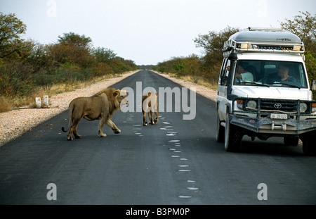 Les lions (Panthera leo) marcher jusqu'aux touristes dans un véhicule hors route sur une route dans le Parc National d'Etosha, Namibie, Afrique Banque D'Images