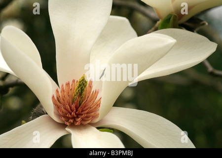 Magnolia x loebneri 'Neil Mc Eacharn' Banque D'Images