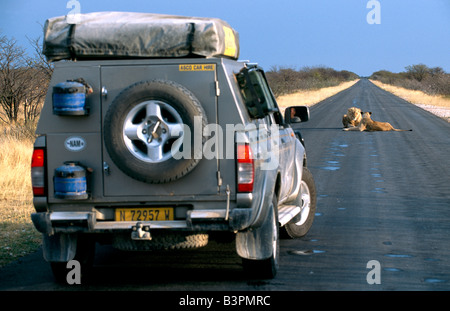 Les touristes dans un véhicule hors route, les lions (Panthera leo) portant sur une route dans le Parc National d'Etosha, Namibie, Afrique Banque D'Images