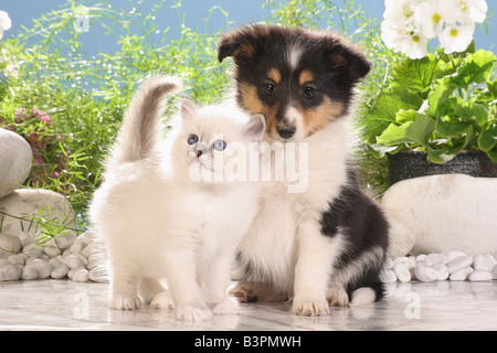 Amitié animal : chat sacré de Birmanie chaton et chiot sheltie Banque D'Images