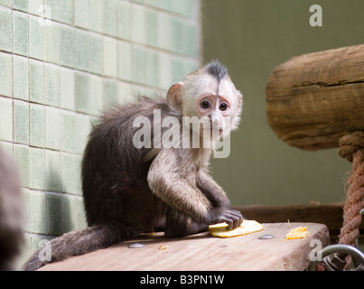 White (Cebus capucinus), jeune animal dans le zoo de Berlin, Berlin, Germany, Europe Banque D'Images