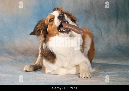 Border collie mentant, mangeant un sousage Banque D'Images