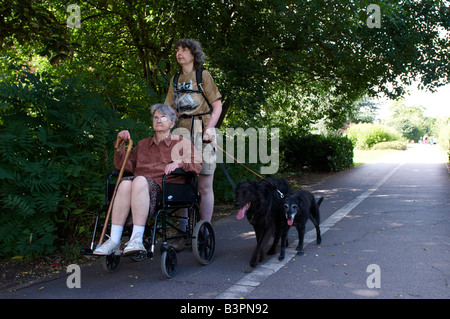 Woman mother sitting in wheelchair en marchant deux chiens Banque D'Images
