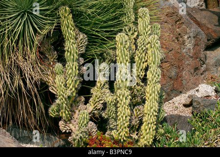 Cereus peruvianus 'Monstrosus' Banque D'Images