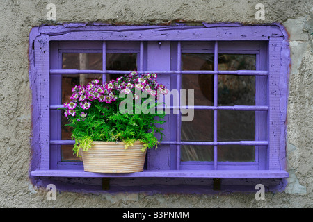 Schizanthus pinnatus 'Hit Parade' Banque D'Images