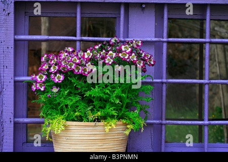 Schizanthus pinnatus 'Hit Parade' Banque D'Images