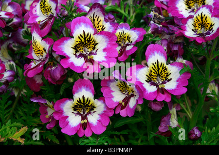 Schizanthus pinnatus 'Hit Parade' Banque D'Images