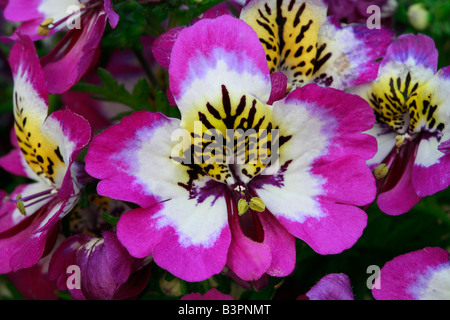 Schizanthus pinnatus 'Hit Parade' Banque D'Images