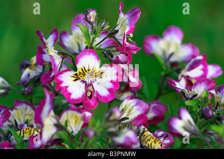 Schizanthus pinnatus 'Hit Parade' Banque D'Images