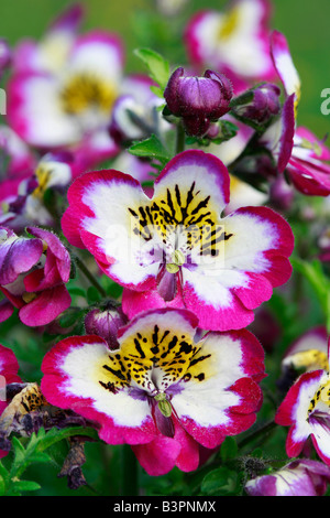 Schizanthus pinnatus 'Hit Parade' Banque D'Images