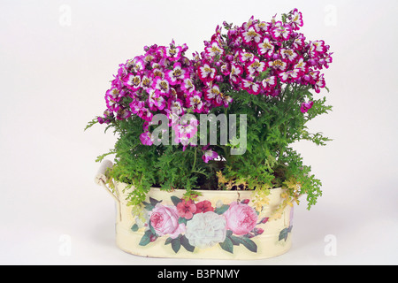 Schizanthus pinnatus 'Hit Parade' Banque D'Images