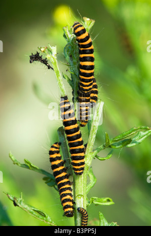 Le cinabre (Tyria jacobaeae), des chenilles, des larves du papillon, harnachés Tiger Moth (Arctiidae), sur une moitié mangé jacobée (se plante Banque D'Images