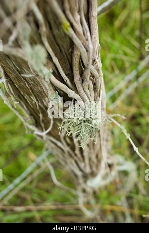 Les lichens poussent sur la vigne morte sur un fencepost Banque D'Images
