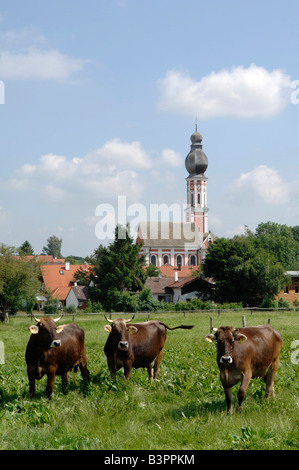 Les vaches sur la prairie en face d'une église, Hechenwang, le lac Ammersee, Upper Bavaria, Germany, Europe Banque D'Images