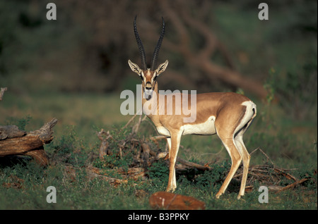 Grant's (Gazella granti), adulte, homme, Samburu Game Reserve, Kenya, Africa Banque D'Images