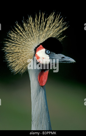 Grue couronnée grise (Balearica regulorum), adulte, le Parc National du Serengeti, Tanzanie, Afrca Banque D'Images