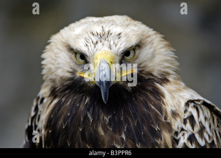 L'espagnol, l'aigle impérial l'aigle impérial ibérique ou Adalbert's Eagle (Aquila adalberti), l'espagnol sous-espèces, des profils, portrait Banque D'Images