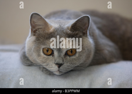 Chat, Chartreux (spec.) domestique silvestris, chaton, femme Banque D'Images
