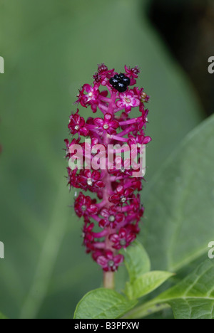 Fruit violet, du phytolaque (pokeweed) Américains (Phytolacca americana) Banque D'Images