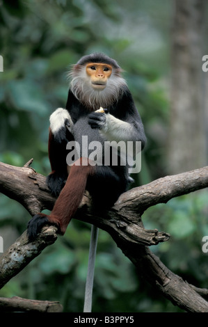 Red-shanked Douc (Pygathrix nemaeus), adulte, l'alimentation, dans un arbre, originaire de l'Asie : Banque D'Images