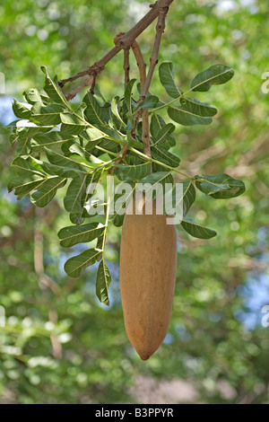(Kigelia africana arbre saucisse), fruits, Kruger National Park, Afrique du Sud Banque D'Images
