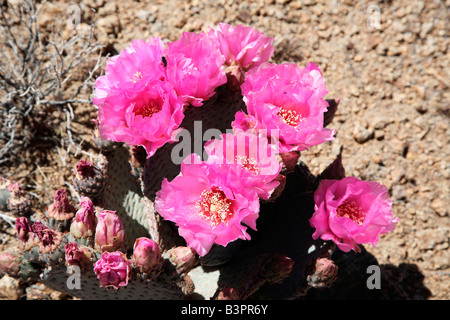 Cactus (Opuntia basilaris de Castor), CALIFORNIE, ÉTATS UNIS, Amérique du Nord Banque D'Images