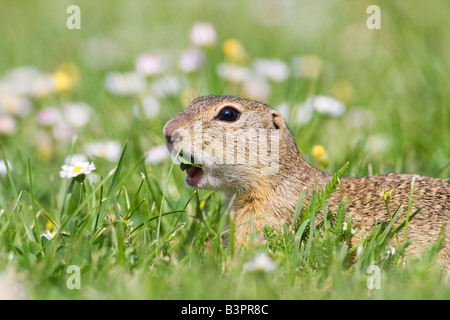 Spermophile européen ou européenne (Spermophilus citellus) Souslik manger un brin d'herbe, région du lac, de l'Autriche, de l'Europe Banque D'Images