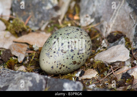 Nid, oeuf d'Huîtrier d'Amérique (Haematopus bachmani), la côte du Pacifique, le Prince William Sound, Alaska, USA Banque D'Images