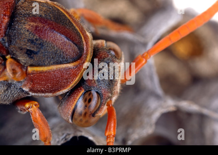 Document commun (guêpe Polistes humilis) montre deux énormes yeux composés et de trois ocelles (yeux simples) sur le dessus de sa tête. L'Australie. Banque D'Images