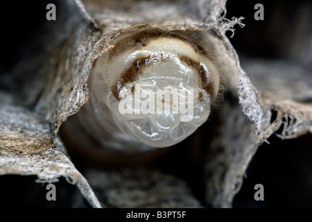 La larve de guêpe papier commun (Polistes humilis) dans une cellule du nid fait d'une sorte de papier produit par les guêpes de mâcher de bois Banque D'Images