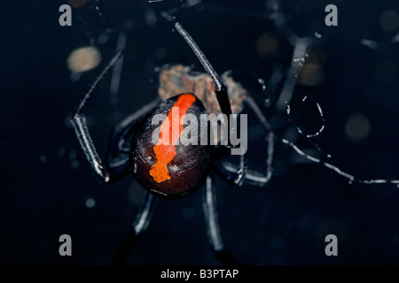 Femme araignée Redback (Latrodectus hasselti) en Australie. même espèce que la veuve noire américaine son venin peut tuer les humains. Banque D'Images