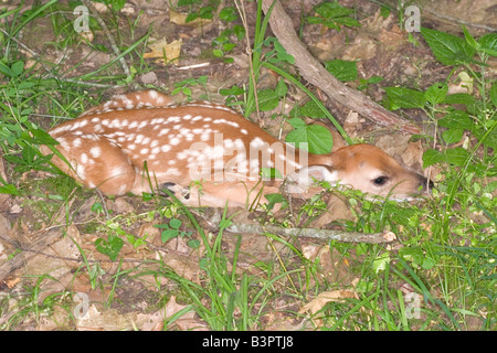 White-tailed deer fawn Banque D'Images