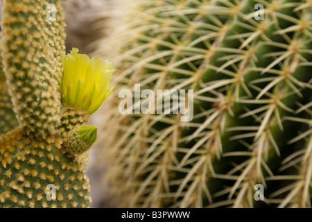 Monaco, Cote d'Azur, la floraison de cactus, Close up Banque D'Images