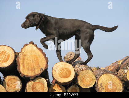 Labrador Retriever. Mâle adulte noir sur les journaux de marche Banque D'Images