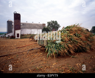 Wagon chargé avec le maïs fraîchement récolté, Amish farm dans le comté de Lancaster, Pennsylvanie, USA Banque D'Images