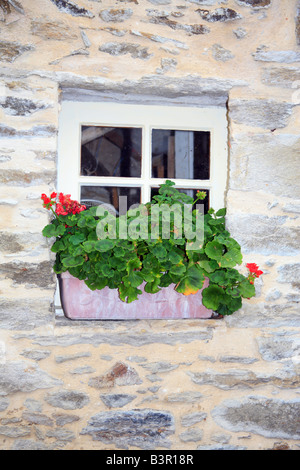 Petite fenêtre avec boîte à fenêtre contenant des géraniums à fleurs rouges, l'Isle, St Cast le Guildo, Côtes d'Armor, Bretagne, France Banque D'Images